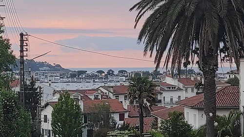 Palmier à Hendaye